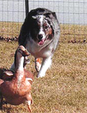 Herding November '05