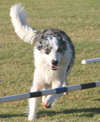 MASCA Agility October '07