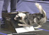 Flyball - Reliant '06