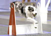 Flyball - Reliant '06