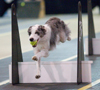 Flyball - Hutto September '07