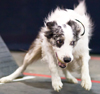 Flyball - New Caney Nov '07