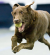 Flyball June '07